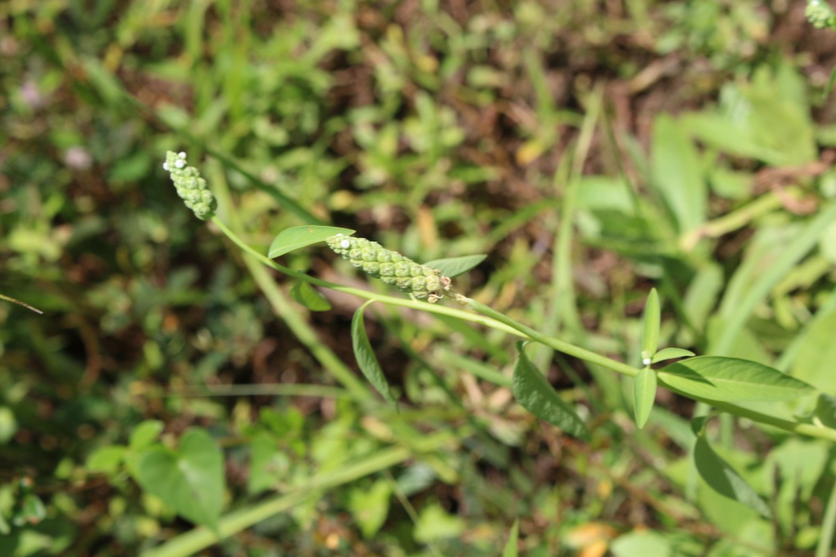 Sphenoclea zeylanica Gaertn.